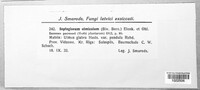 Septogloeum ulmicolum image